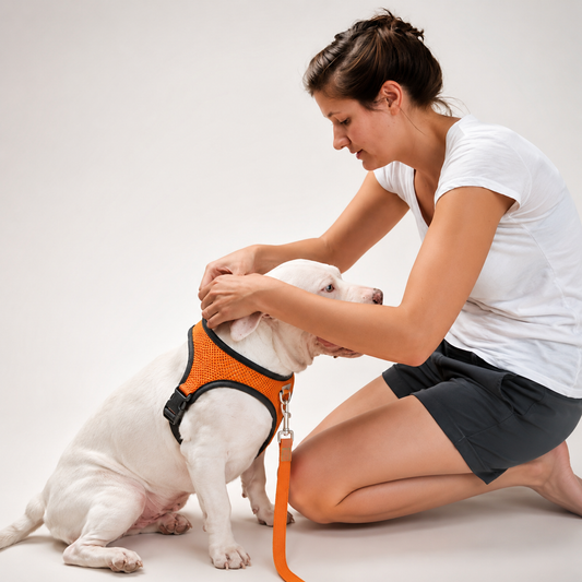 Adjustable Mesh Pet Harness