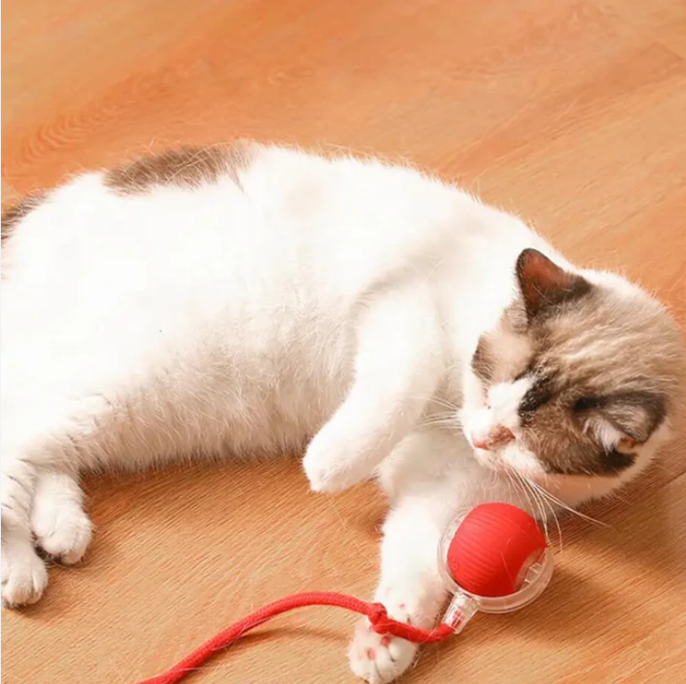 Cat Toys & Play