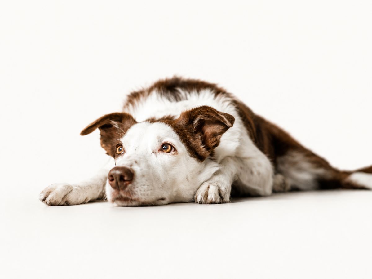Is your dog always tired and bored? You just found the fix.
