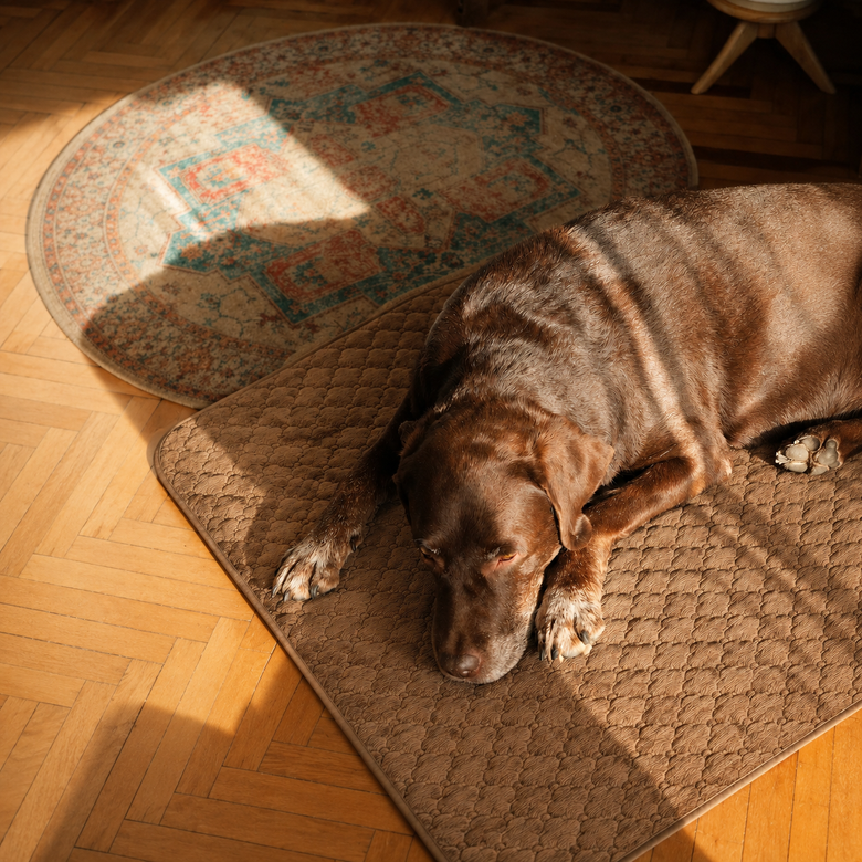 Bear, 35kg, uses size XL.