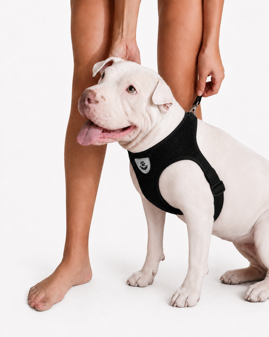 SafeStride™ Harness & Lead Set