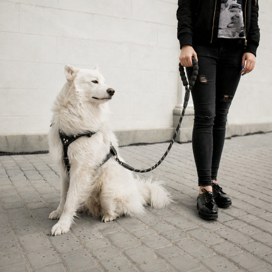 Reflective Padded Rope Lead
