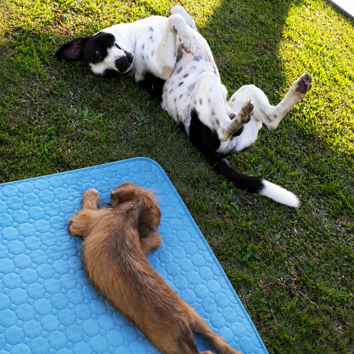 CoolPaw™ Cooling Mat